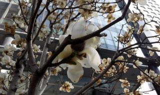 花自飘零水自流歌词 花自飘零水自流歌词