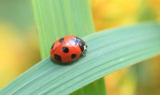 西瓜病虫害 西瓜病虫害