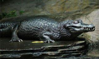 亚马逊河在哪里 亚马逊河在哪里