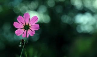 四海扬帆是什么生肖 四海扬帆是什么生肖