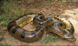 世界最大的蟒蛇 世界最大的蟒蛇