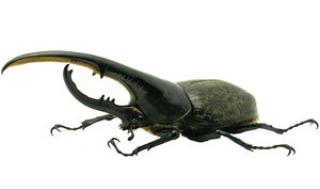 战神大兜虫 战神大兜虫