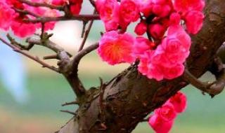 梅花三弄是什么意思 梅花三弄是什么意思