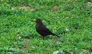 早起的鸟儿有虫吃