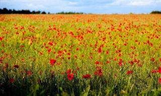 世界十大绝美花海 世界十大绝美花海