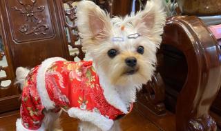 约克夏图片 约克夏图片