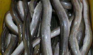 鱼有多少种 鱼有多少种