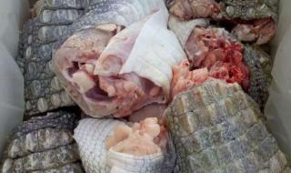 鳄鱼牌皮带 鳄鱼牌皮带