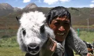 一头牦牛价值多少 一头牦牛价值多少