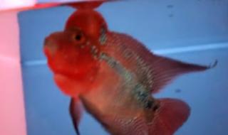 沈阳观赏鱼论坛 沈阳观赏鱼论坛