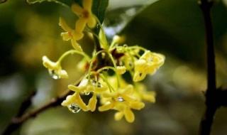 春暖花开的简短句子 春暖花开的简短句子